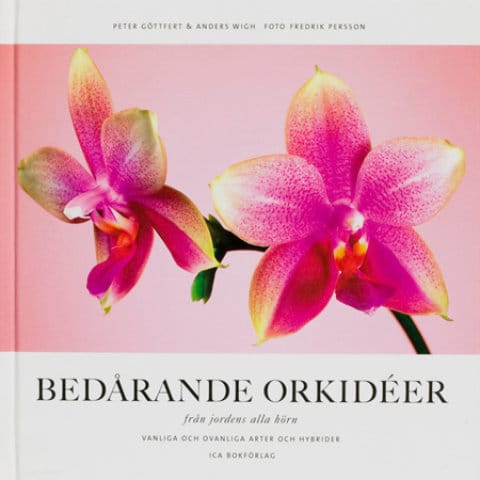 Bedårande orkidéer